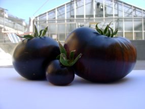 POMODORI VIOLA FRITTI (in arrivo) ALLA FERMATA DEL TRENO.  di Veronica Palmeri